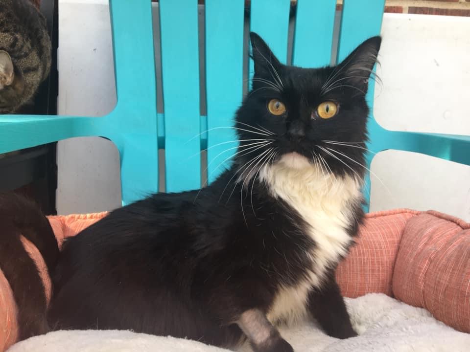 Enlarge Valentine, a Adoptable Domestic Long Hair in Glen Burnie, MD image 6/6