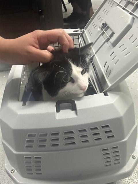 FARKLE, Adoptable, Young Male Domestic Medium Hair.