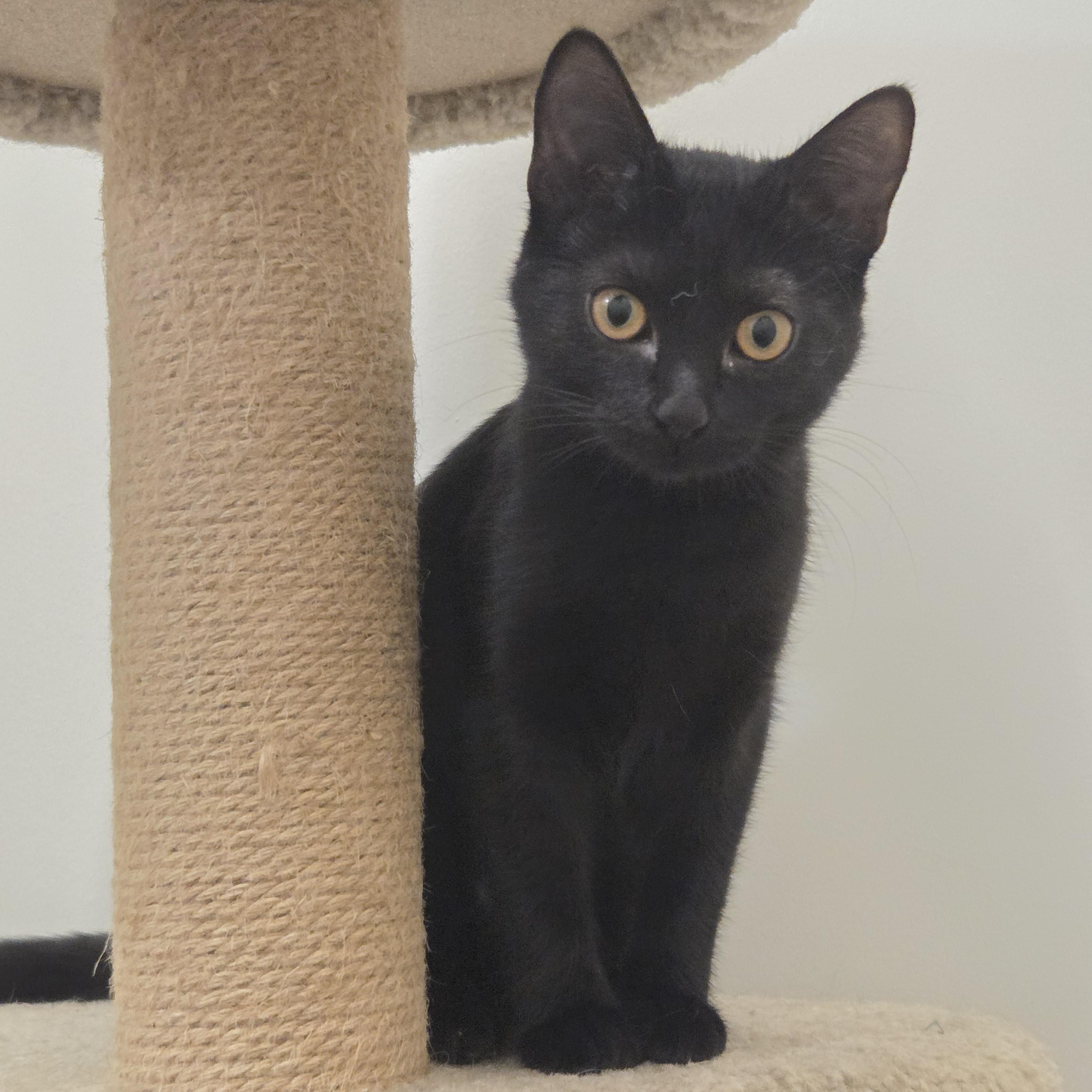 Venus, Adoptable, Young Female Domestic Short Hair.