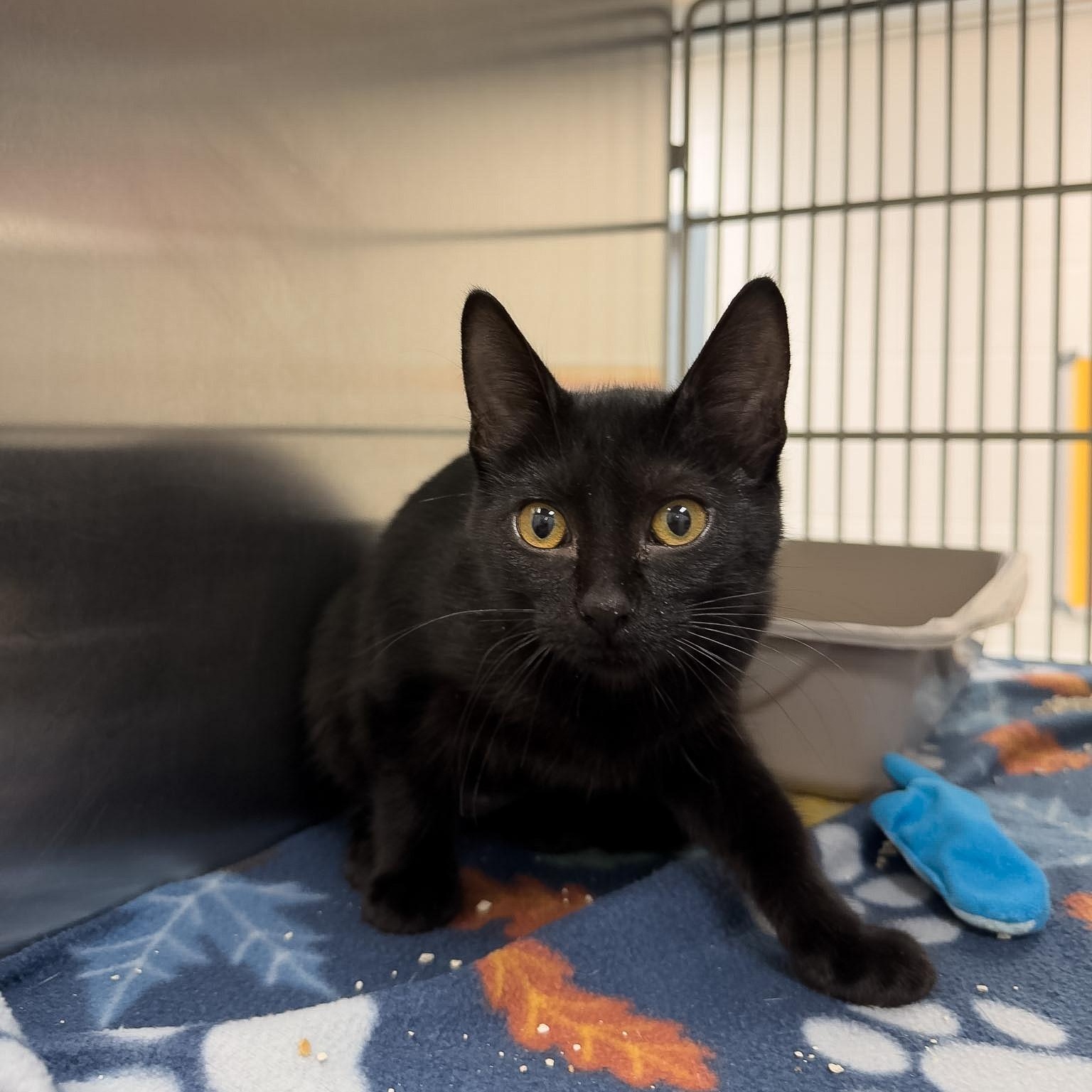 Enlarge Venus, a Adoptable Domestic Short Hair in Allen, TX image 3/3