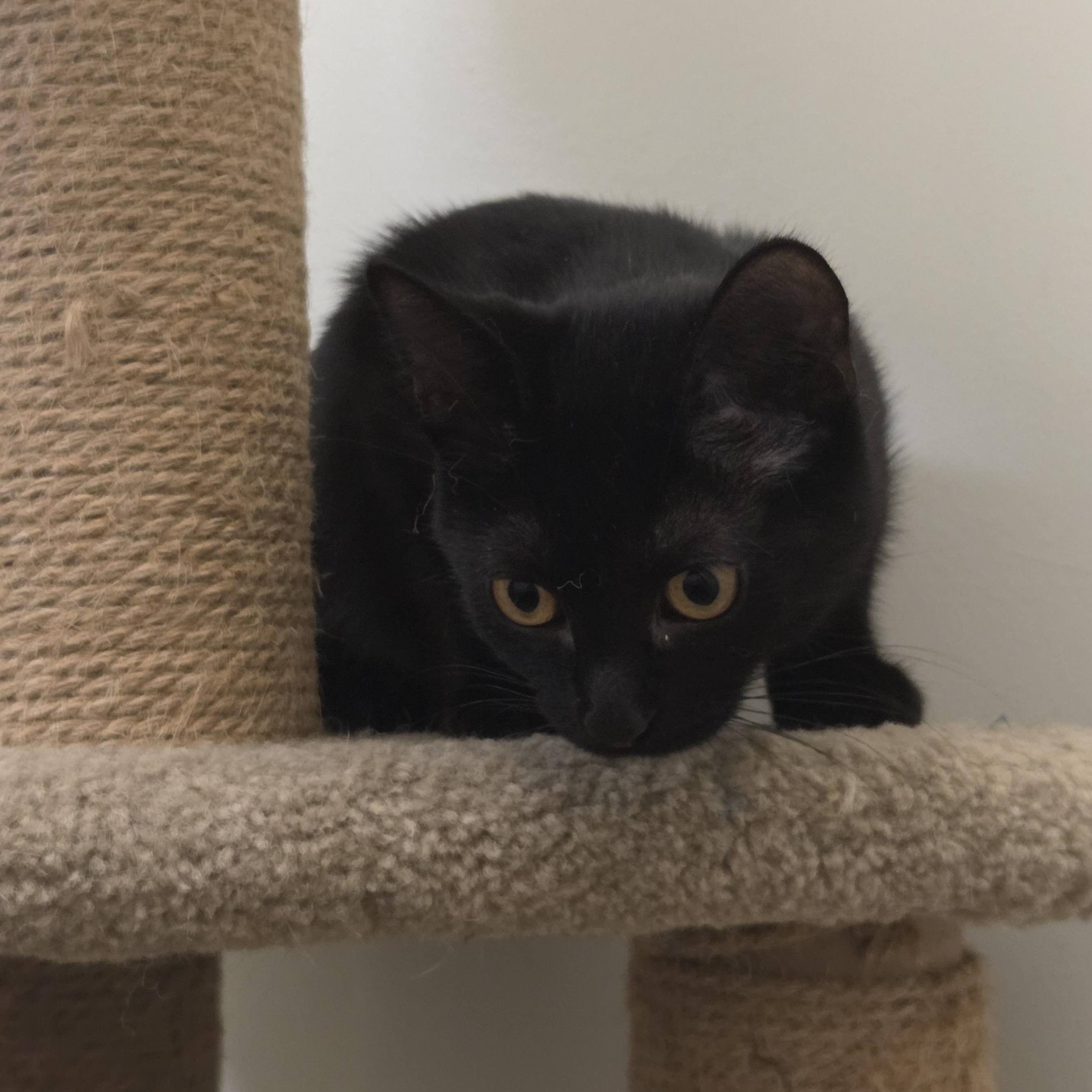 Enlarge Venus, a Adoptable Domestic Short Hair in Allen, TX image 2/3