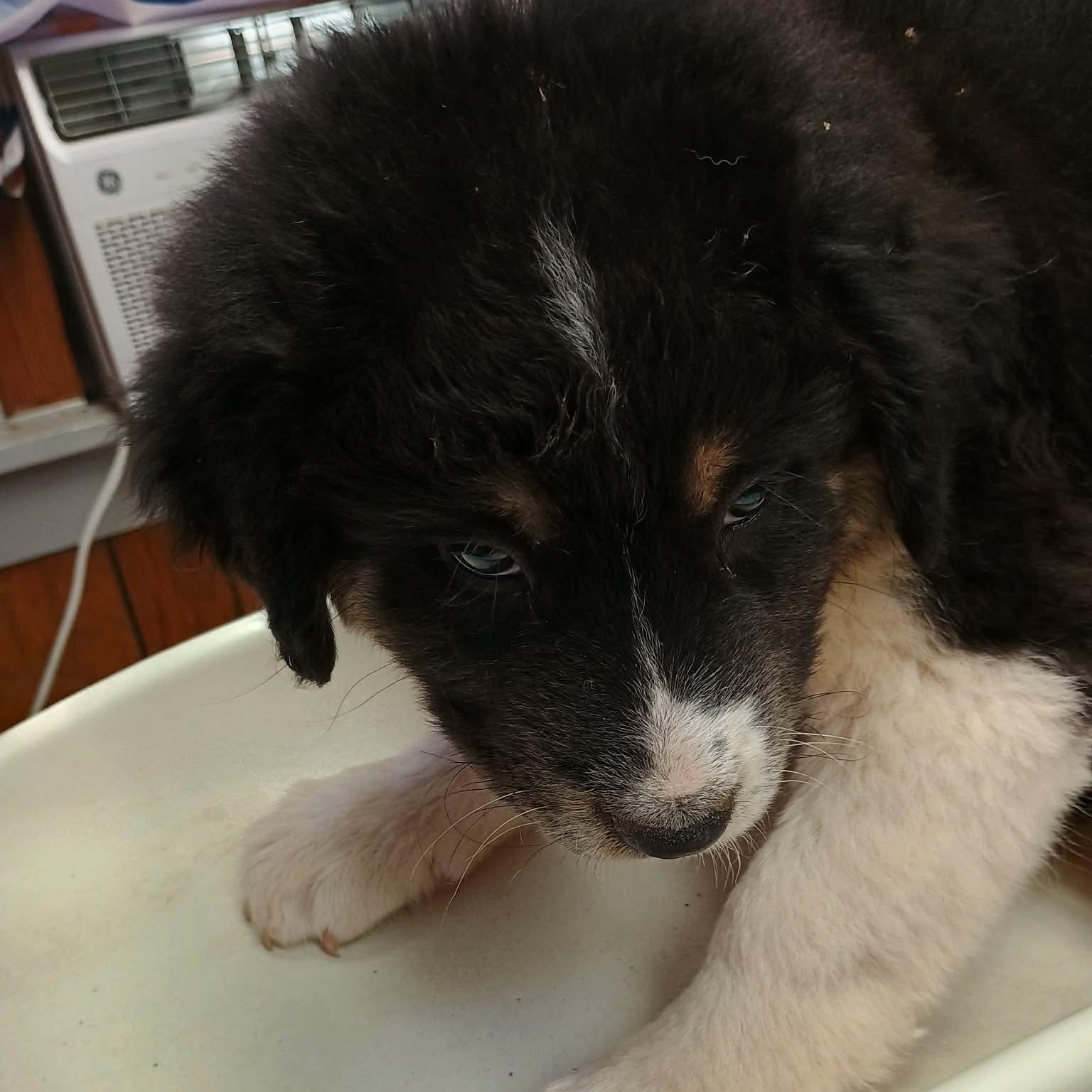 Seth, Adoptable, Puppy Male Australian Shepherd & Australian Cattle Dog / Blue Heeler.