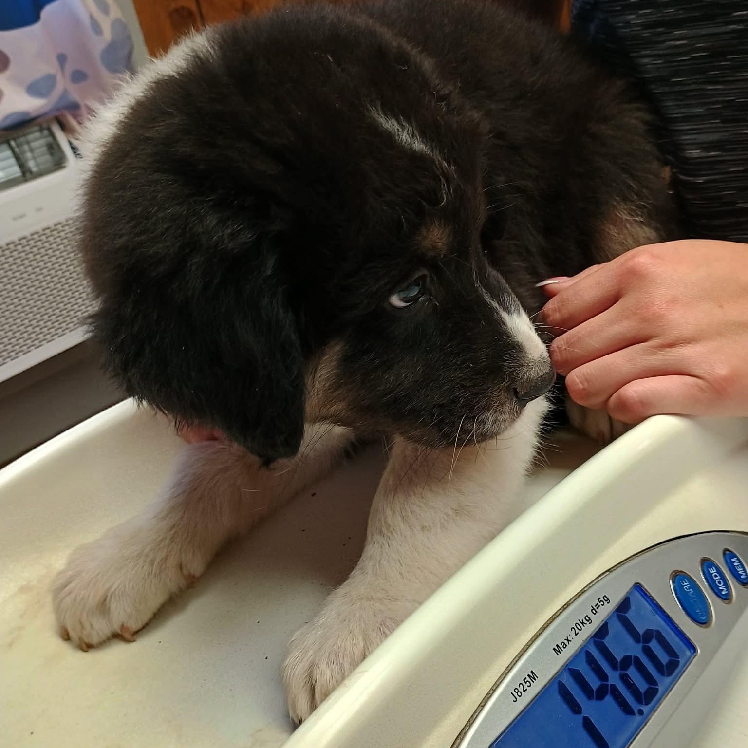 Enlarge Seth, a Adoptable mixed breed in Garden City, KS image 3/6