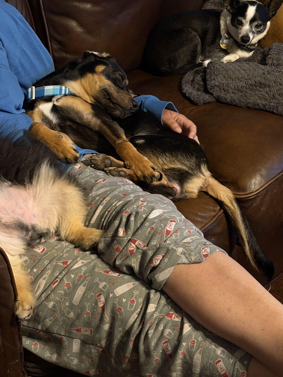 Enlarge Archie, a ADOPTABLE mixed breed in Luling, TX image 4/4