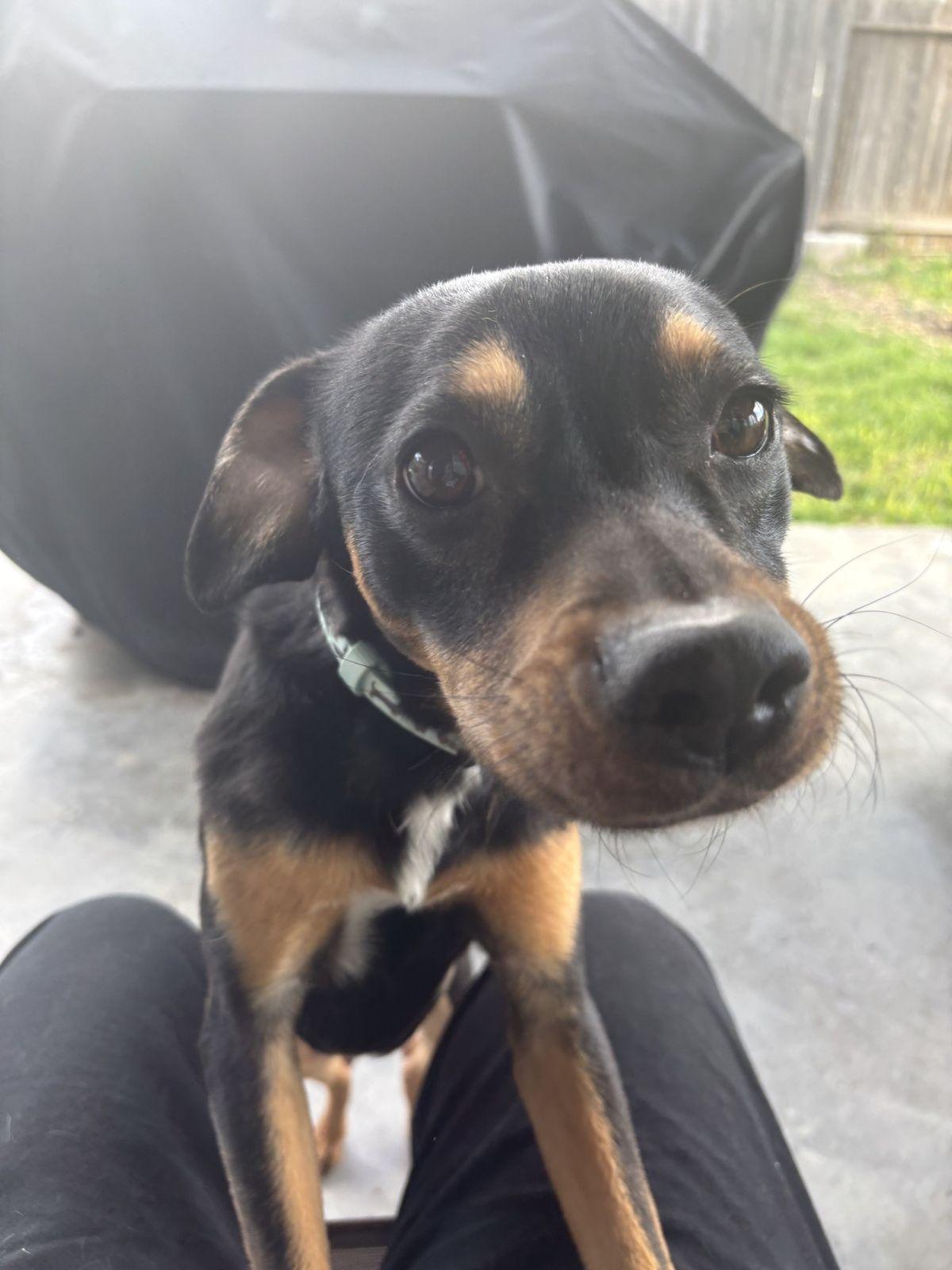 Enlarge Archie, a ADOPTABLE mixed breed in Luling, TX image 2/4