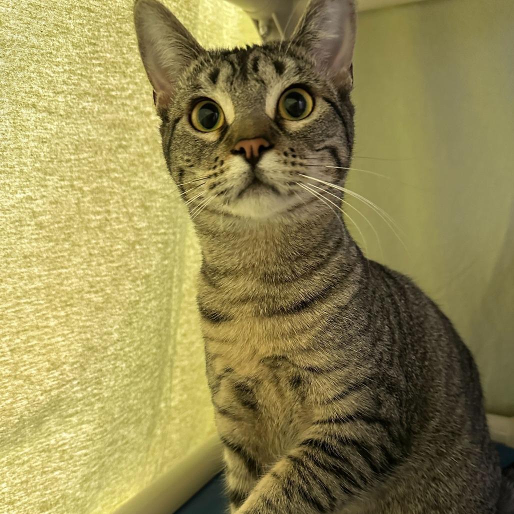 Enlarge Mari, a Adoptable Domestic Short Hair in Sonoma, CA image 1/2