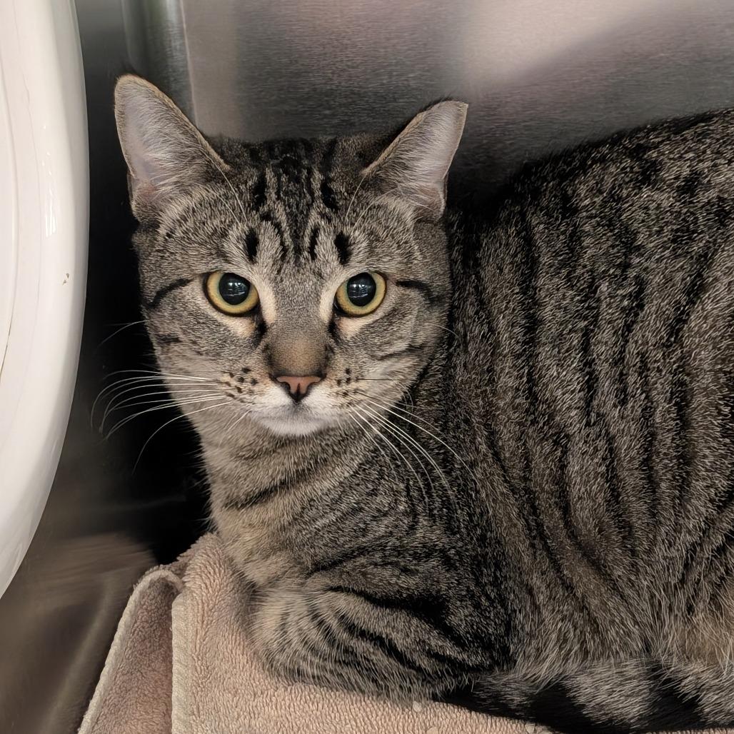 Enlarge Mari, a Adoptable Domestic Short Hair in Sonoma, CA image 2/2