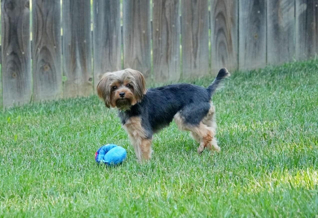 Enlarge Izzy, an adopted Yorkshire Terrier in Kansas City, MO image 2/6