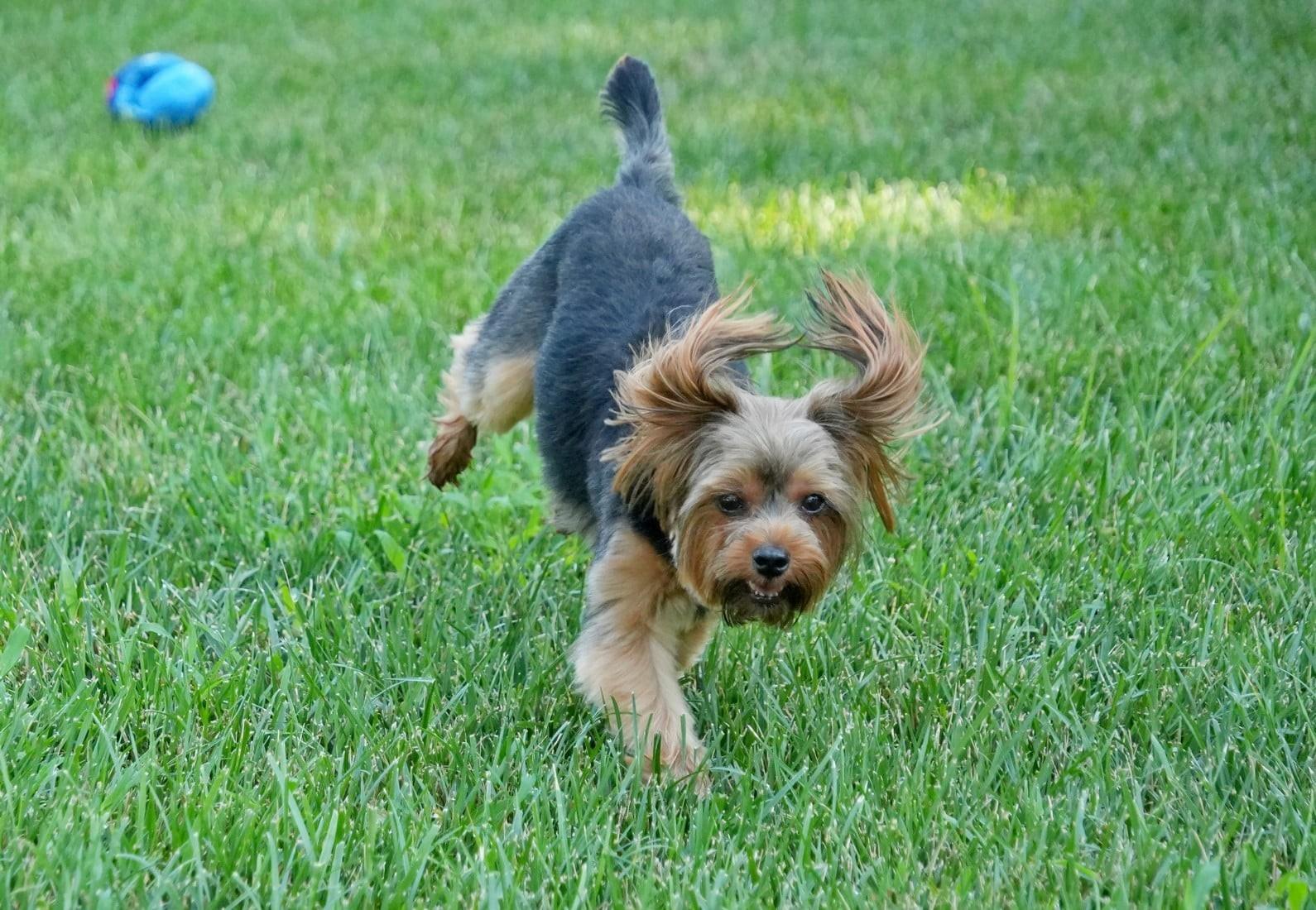 Enlarge Izzy, an adopted Yorkshire Terrier in Kansas City, MO image 3/6