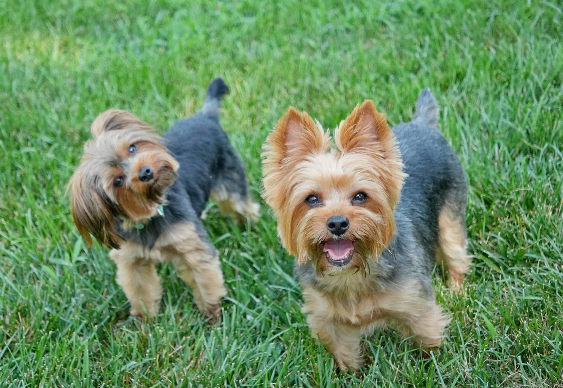 Enlarge Izzy, an adopted Yorkshire Terrier in Kansas City, MO image 5/6