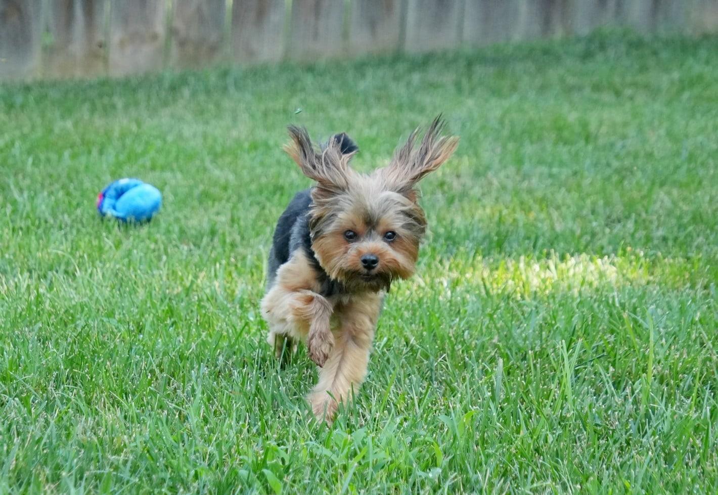 Enlarge Izzy, an adopted Yorkshire Terrier in Kansas City, MO image 6/6