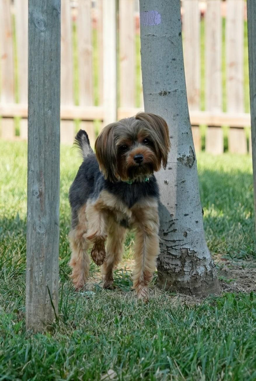 Enlarge Izzy, an adopted Yorkshire Terrier in Kansas City, MO image 4/6