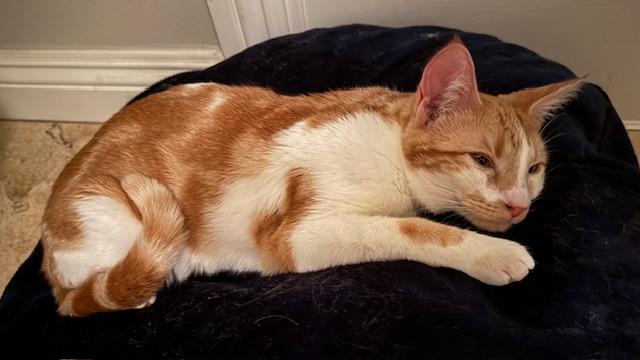 Viva la Fiesta- in foster, an adoptable Domestic Short Hair in Camarillo, CA, 93012 | Photo Image 5