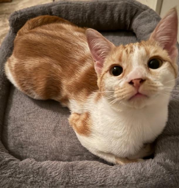 Viva la Fiesta- in foster, an adoptable Domestic Short Hair in Camarillo, CA, 93012 | Photo Image 6