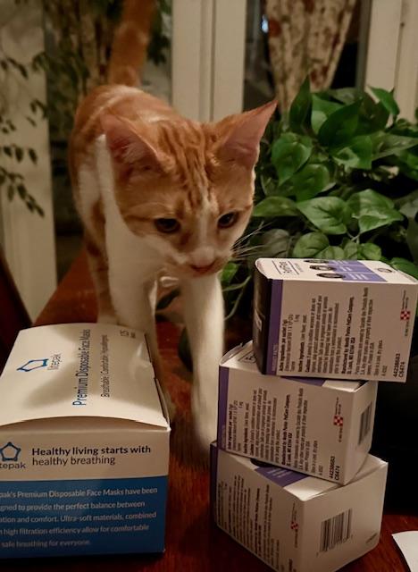 Viva la Fiesta- in foster, an adoptable Domestic Short Hair in Camarillo, CA, 93012 | Photo Image 1