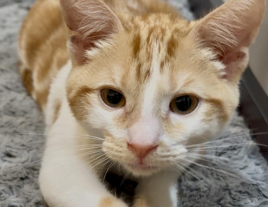 Viva la Fiesta- in foster, an adoptable Domestic Short Hair in Camarillo, CA, 93012 | Photo Image 3