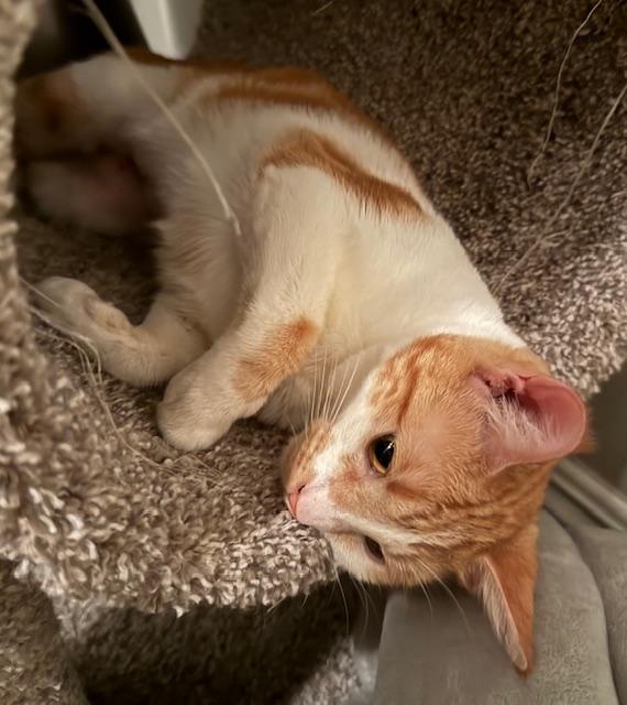 Viva la Fiesta- in foster, an adoptable Domestic Short Hair in Camarillo, CA, 93012 | Photo Image 4