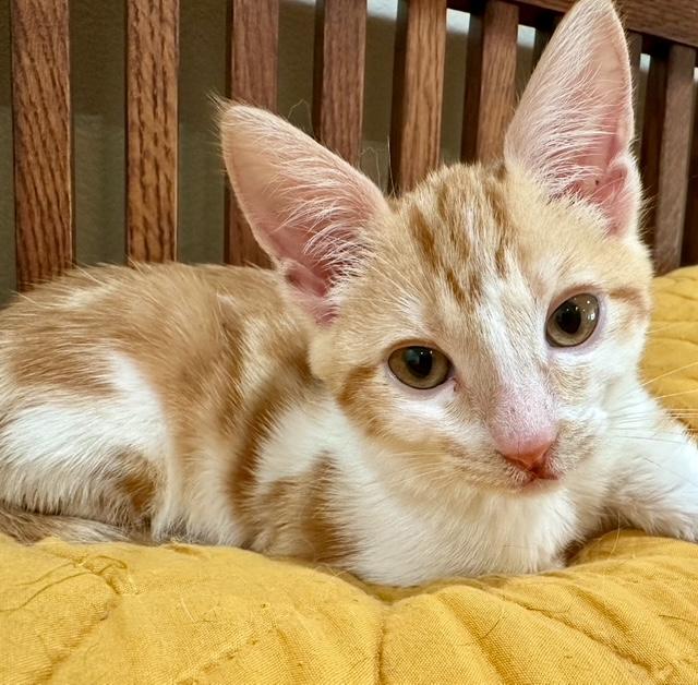 Viva la Fiesta- in foster, an adoptable Domestic Short Hair in Camarillo, CA, 93012 | Photo Image 2