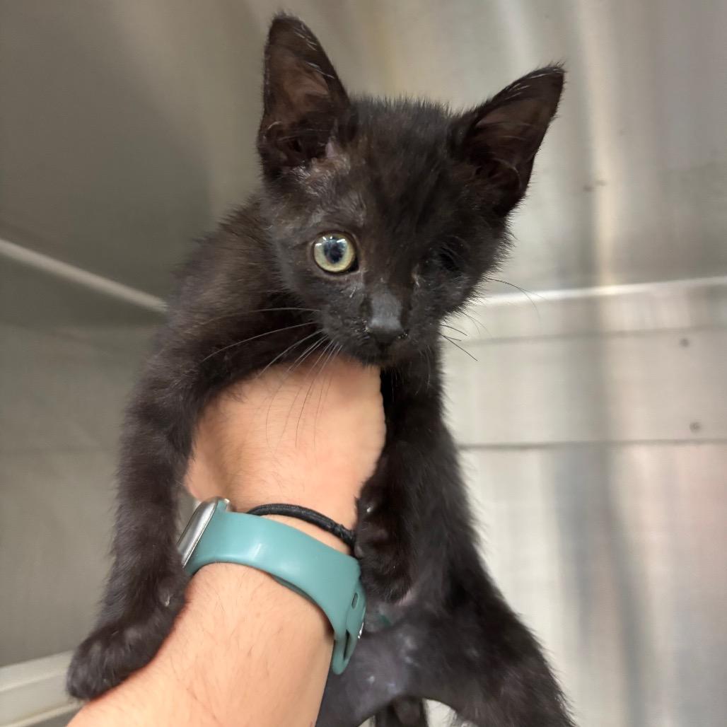 Nick Purry, Adoptable, Kitten Male Domestic Short Hair.