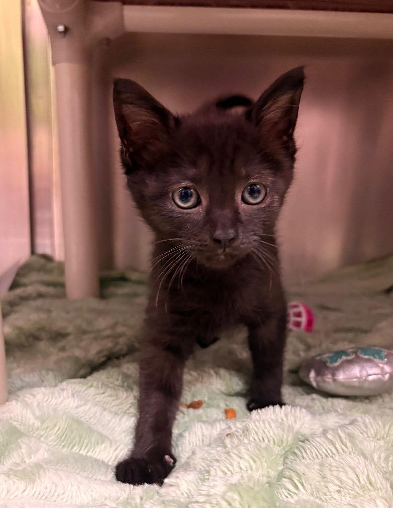 Ramzy, Adoptable, Kitten Male Domestic Short Hair.