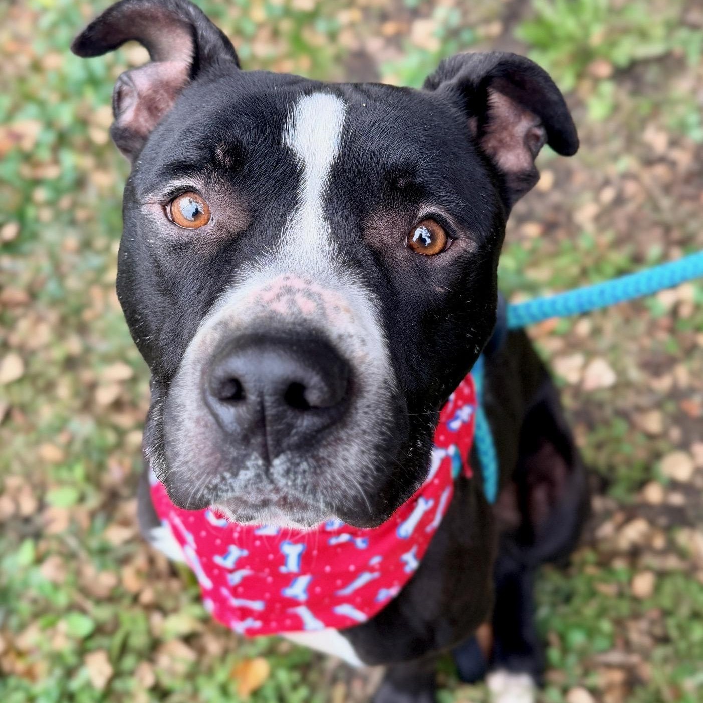 Zebro, a Adoptable mixed breed in Buffalo, NY image 2/6