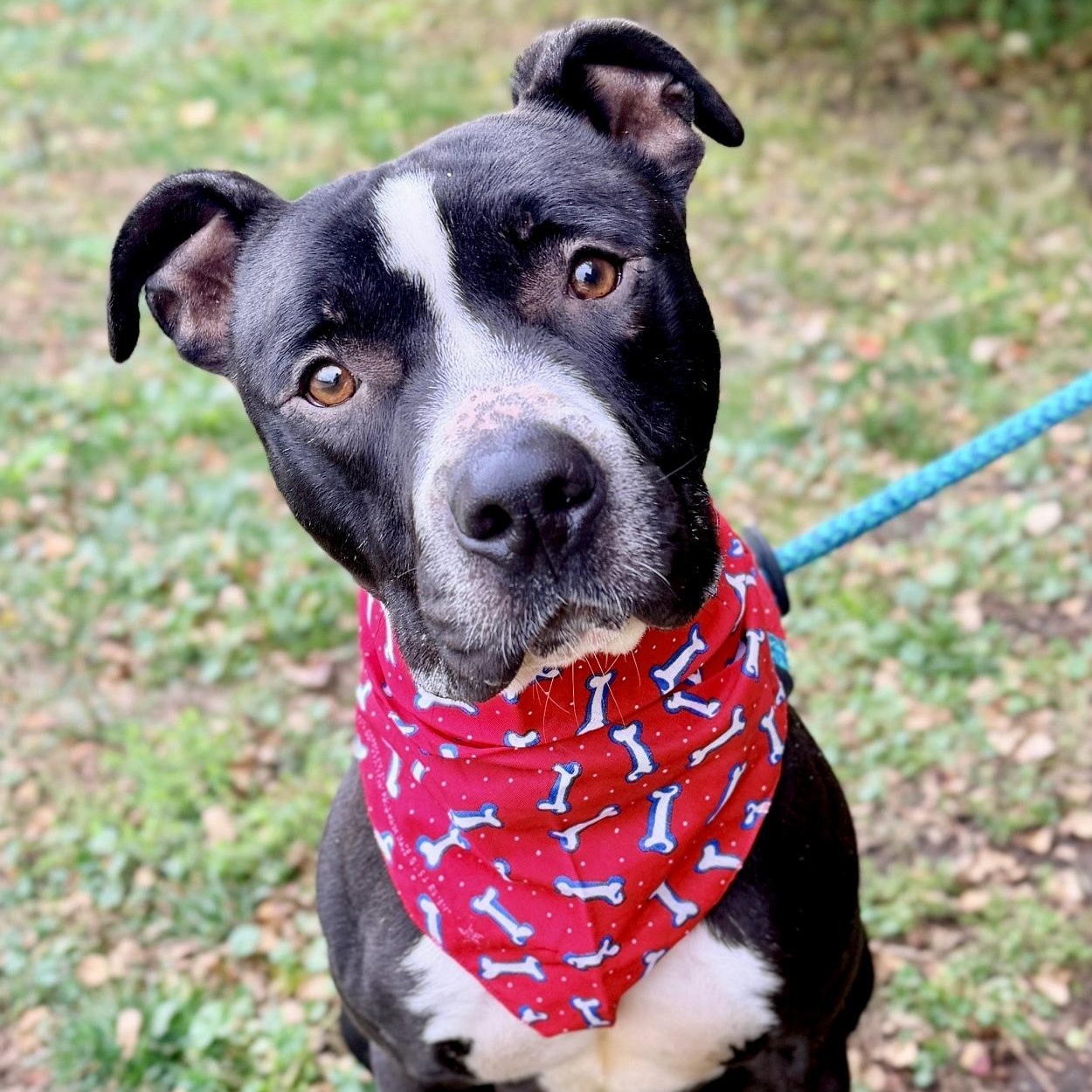 Zebro, Adoptable, Young Male Pit Bull Terrier.