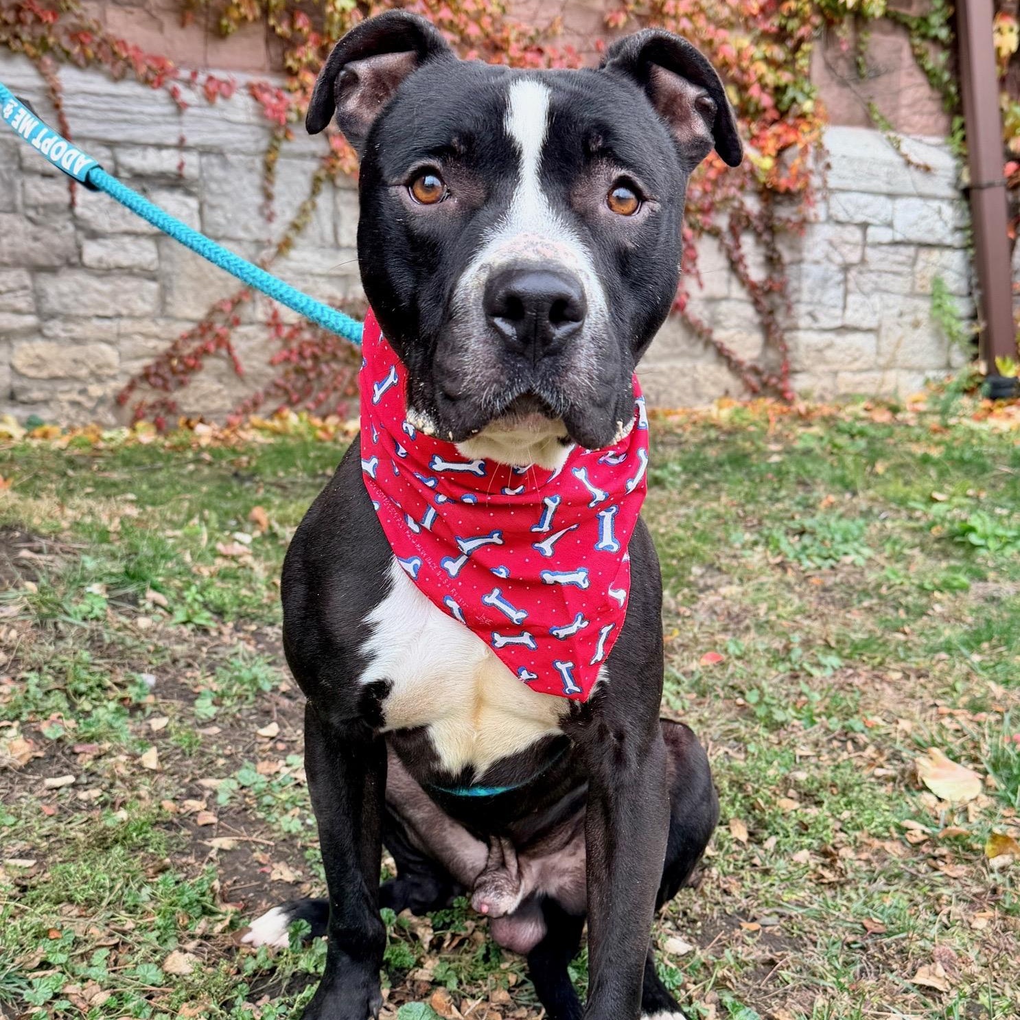 Zebro, a Adoptable mixed breed in Buffalo, NY image 4/6