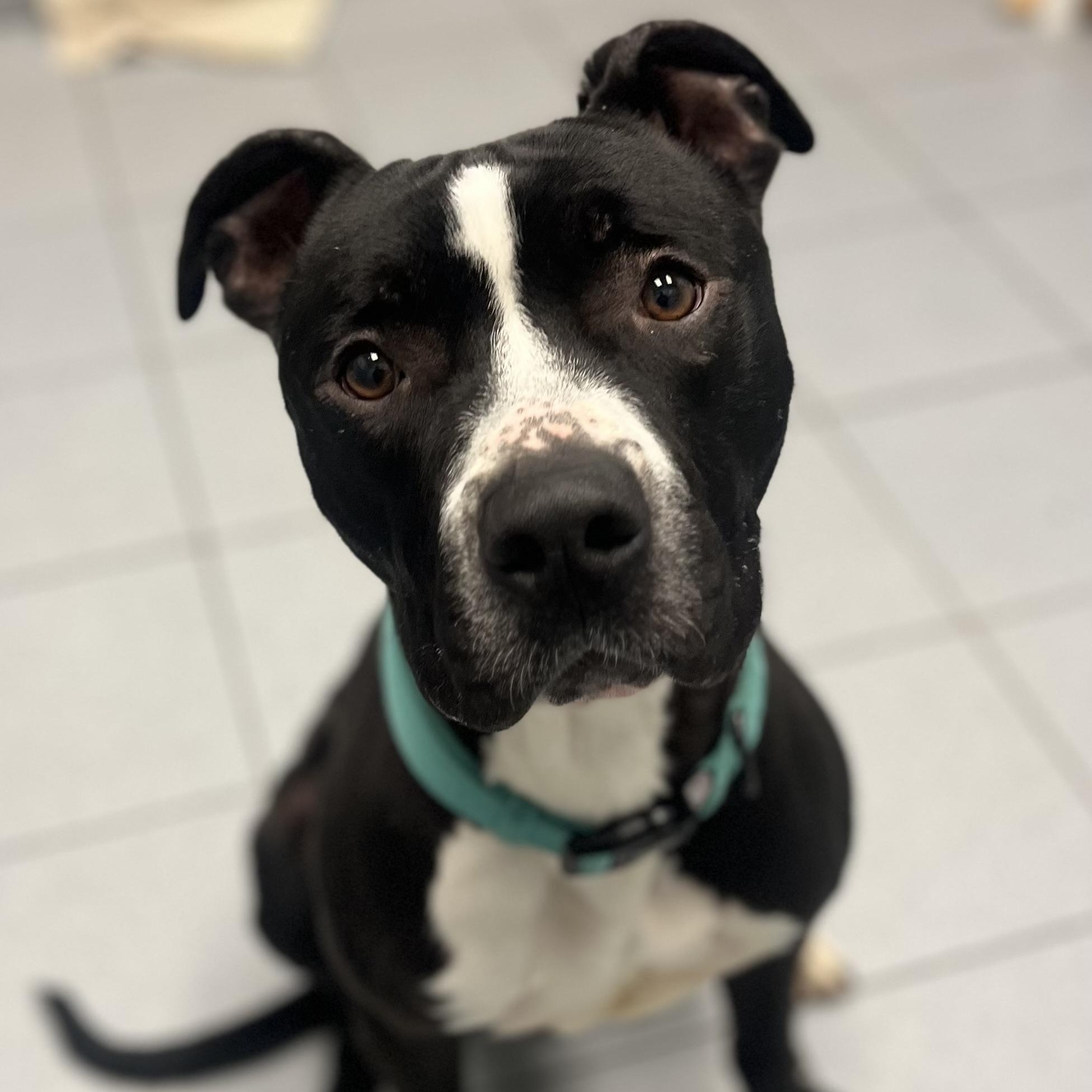 Zebro, a Adoptable mixed breed in Buffalo, NY image 3/6