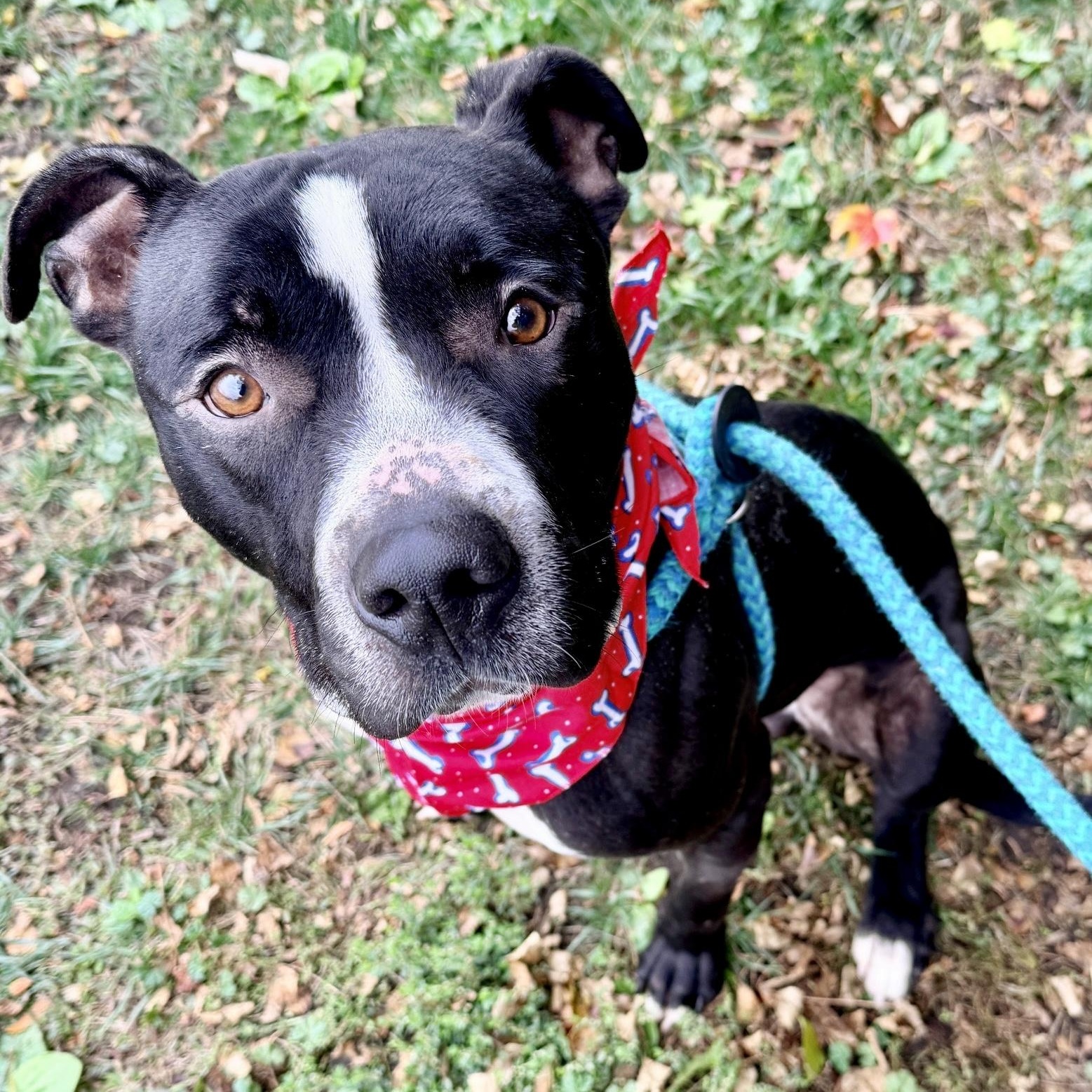 Zebro, a Adoptable mixed breed in Buffalo, NY image 6/6