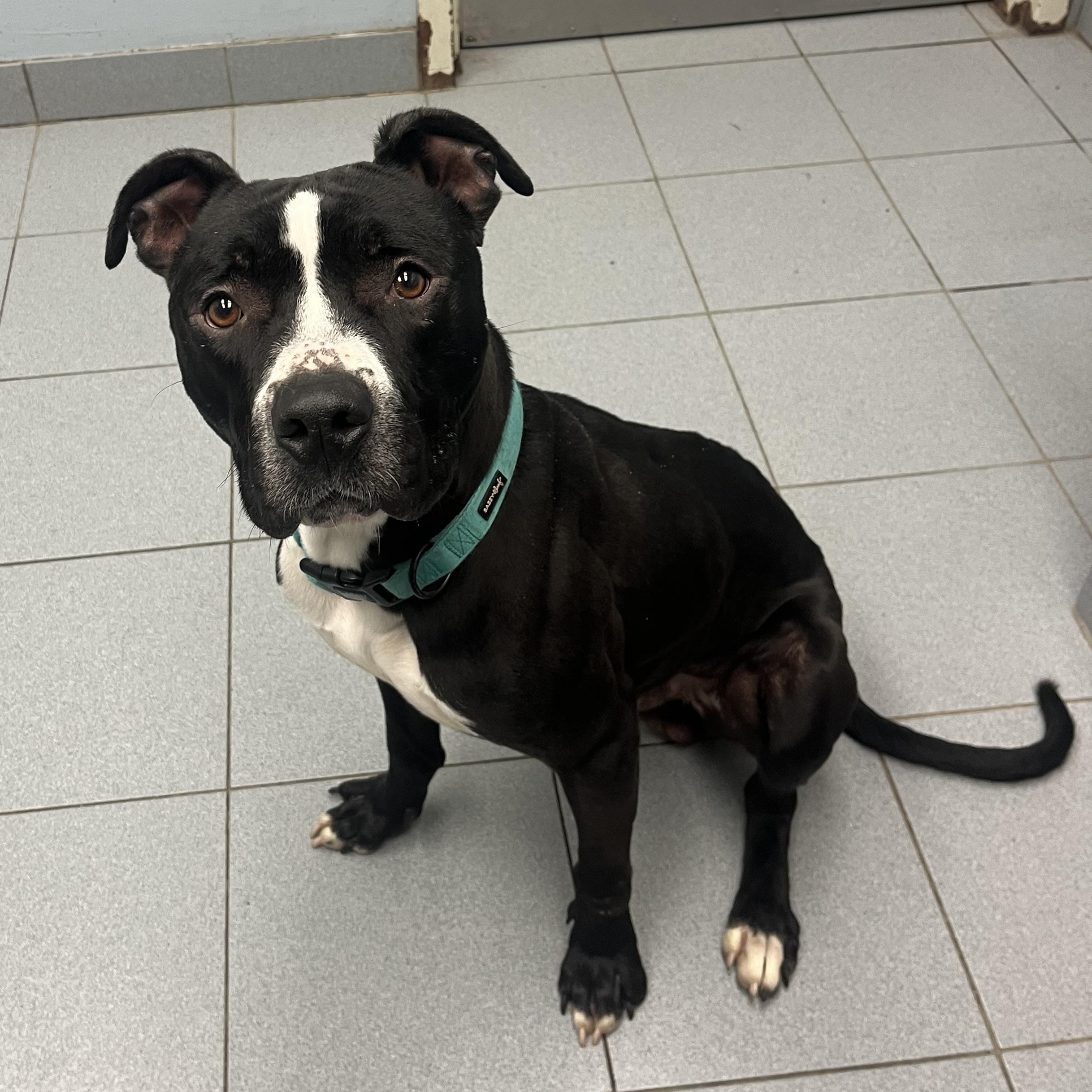 Zebro, a Adoptable mixed breed in Buffalo, NY image 5/6