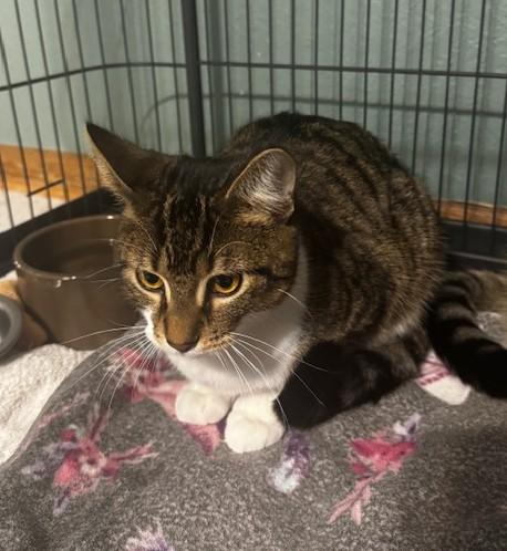 Enlarge Flash  , a Adoptable Domestic Short Hair in Hutchinson, MN image 3/4