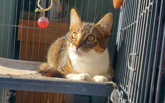 Enlarge Flash  , a Adoptable Domestic Short Hair in Hutchinson, MN image 1/4