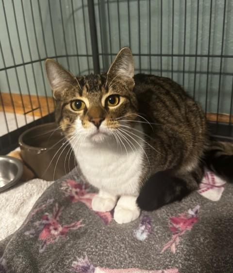 Enlarge Flash  , a Adoptable Domestic Short Hair in Hutchinson, MN image 2/4