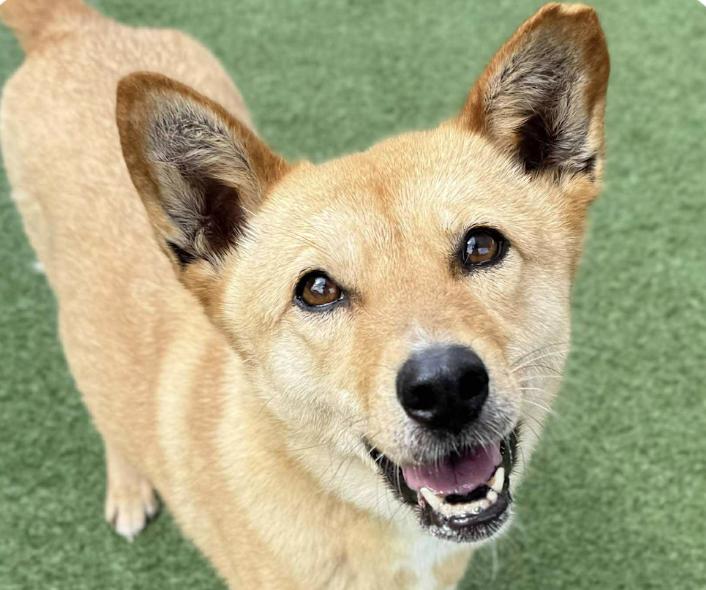 Enlarge Yeona, a Adoptable mixed breed in San Ramon, CA image 1/1