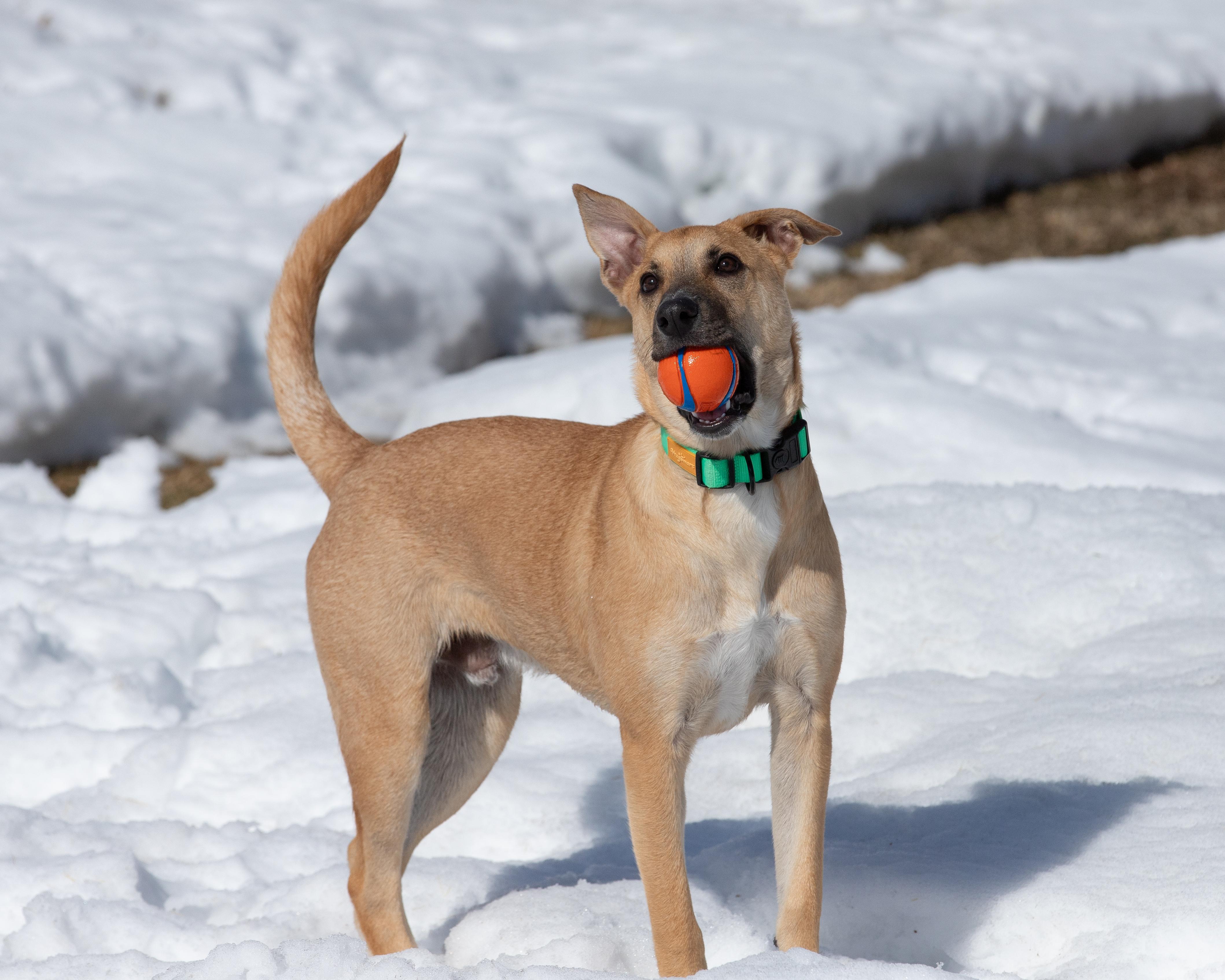 Enlarge Reece - In CT, an adopted mixed breed in Willington, CT image 4/6