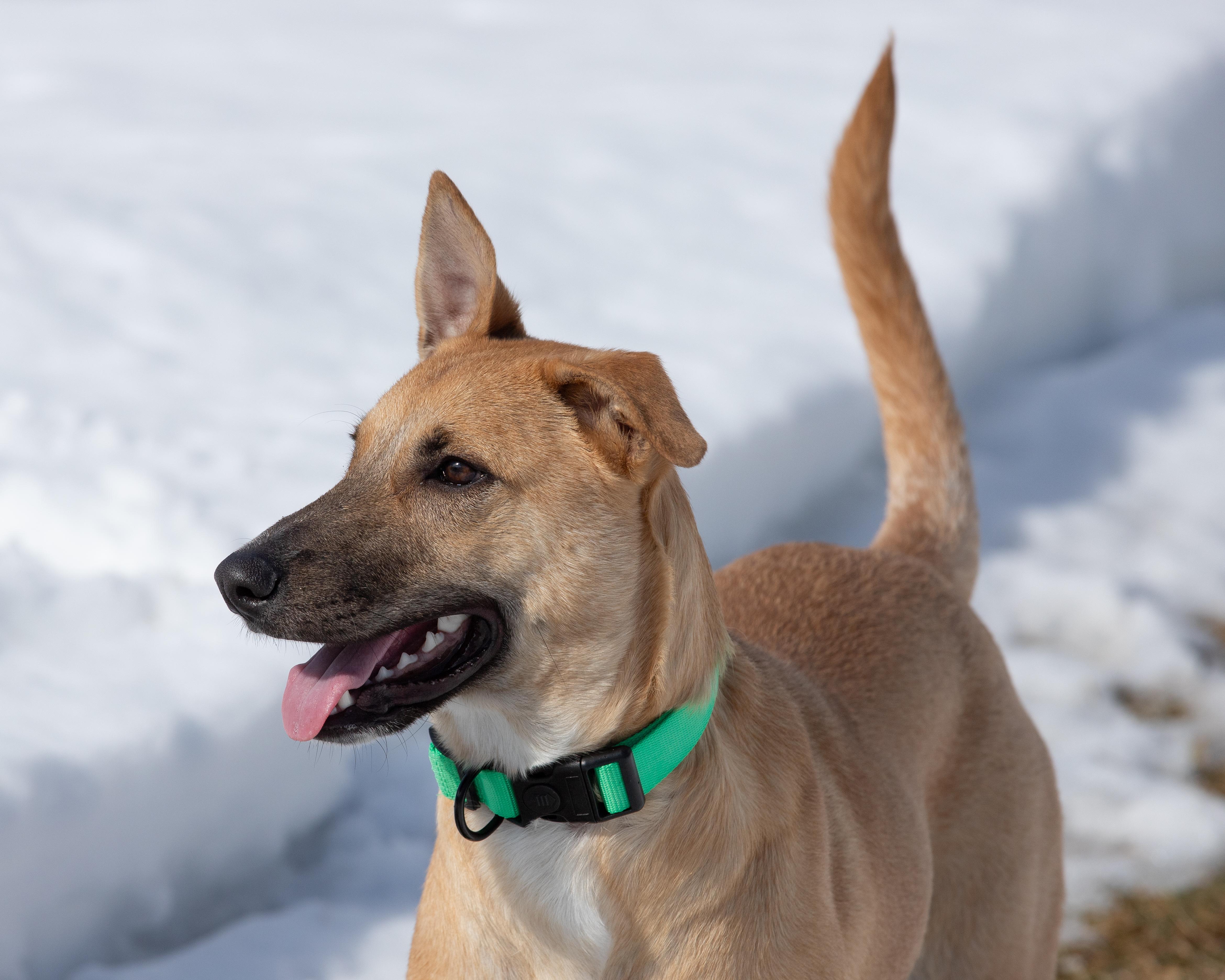 Enlarge Reece - In CT, an adopted mixed breed in Willington, CT image 3/6