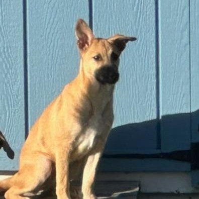 Reece - In CT, a Adoptable mixed breed in Willington, CT image 2/4