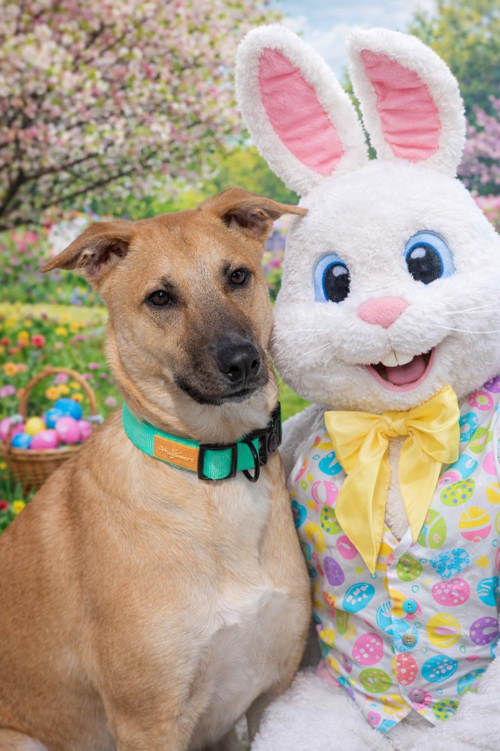 Enlarge Reece - In CT, an adopted mixed breed in Willington, CT image 1/6