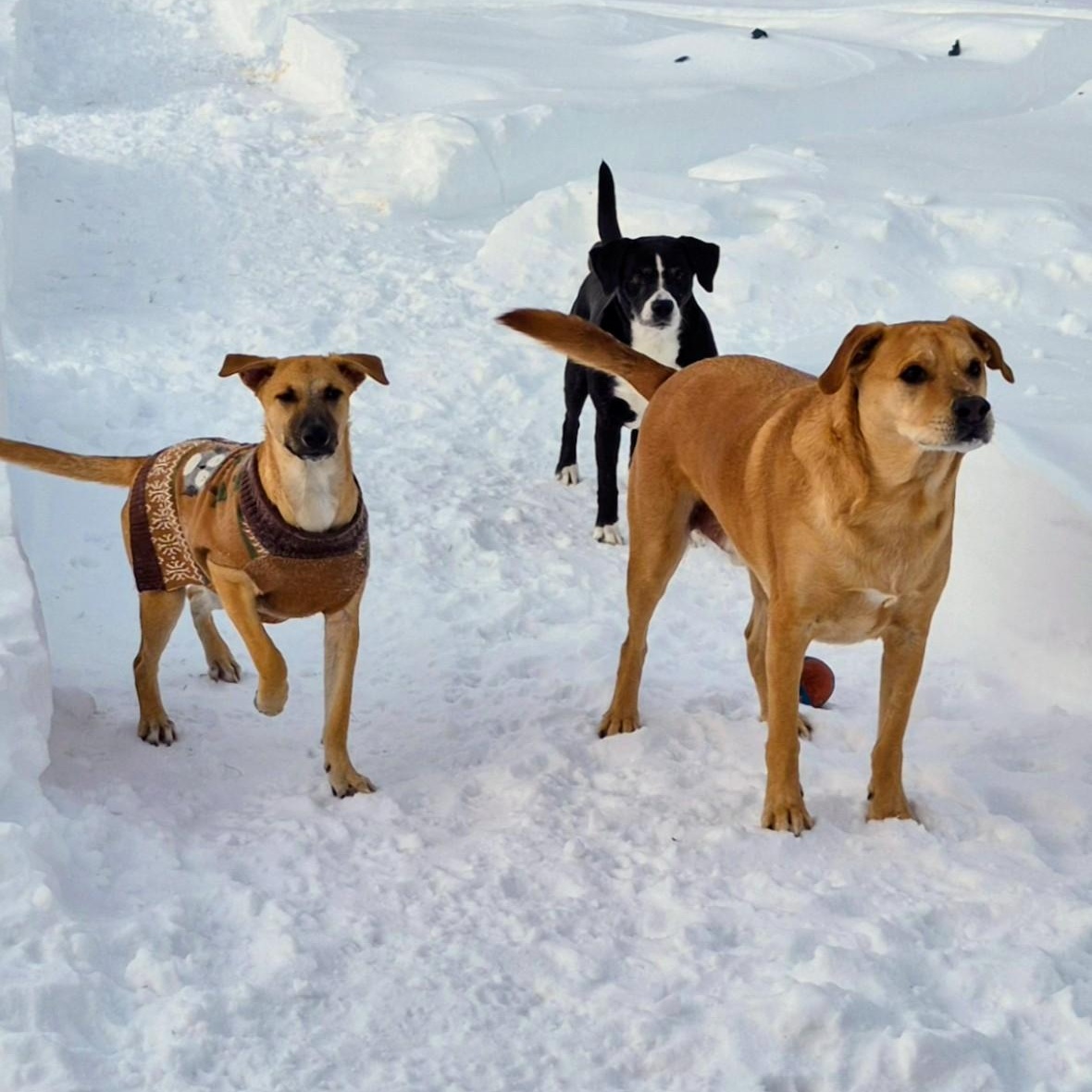 Reece - In CT, a Adoptable mixed breed in Willington, CT image 4/6