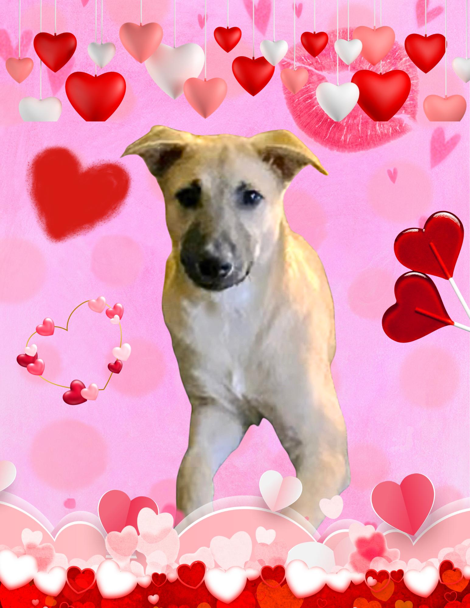 Reece - In CT, a Adoptable mixed breed in Willington, CT image 5/6