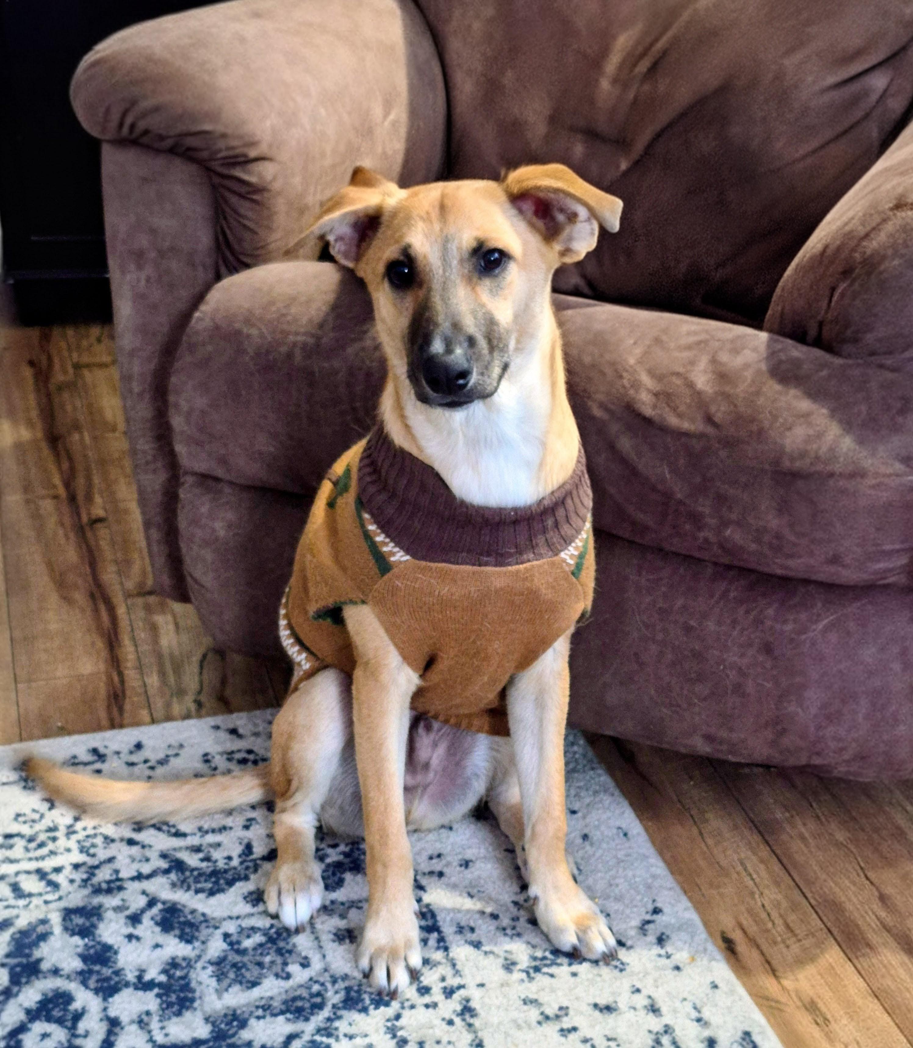 Reece - In CT, a Adoptable mixed breed in Willington, CT image 3/6