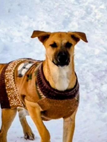 Reece - In CT, Adoptable, Puppy Male Labrador Retriever.