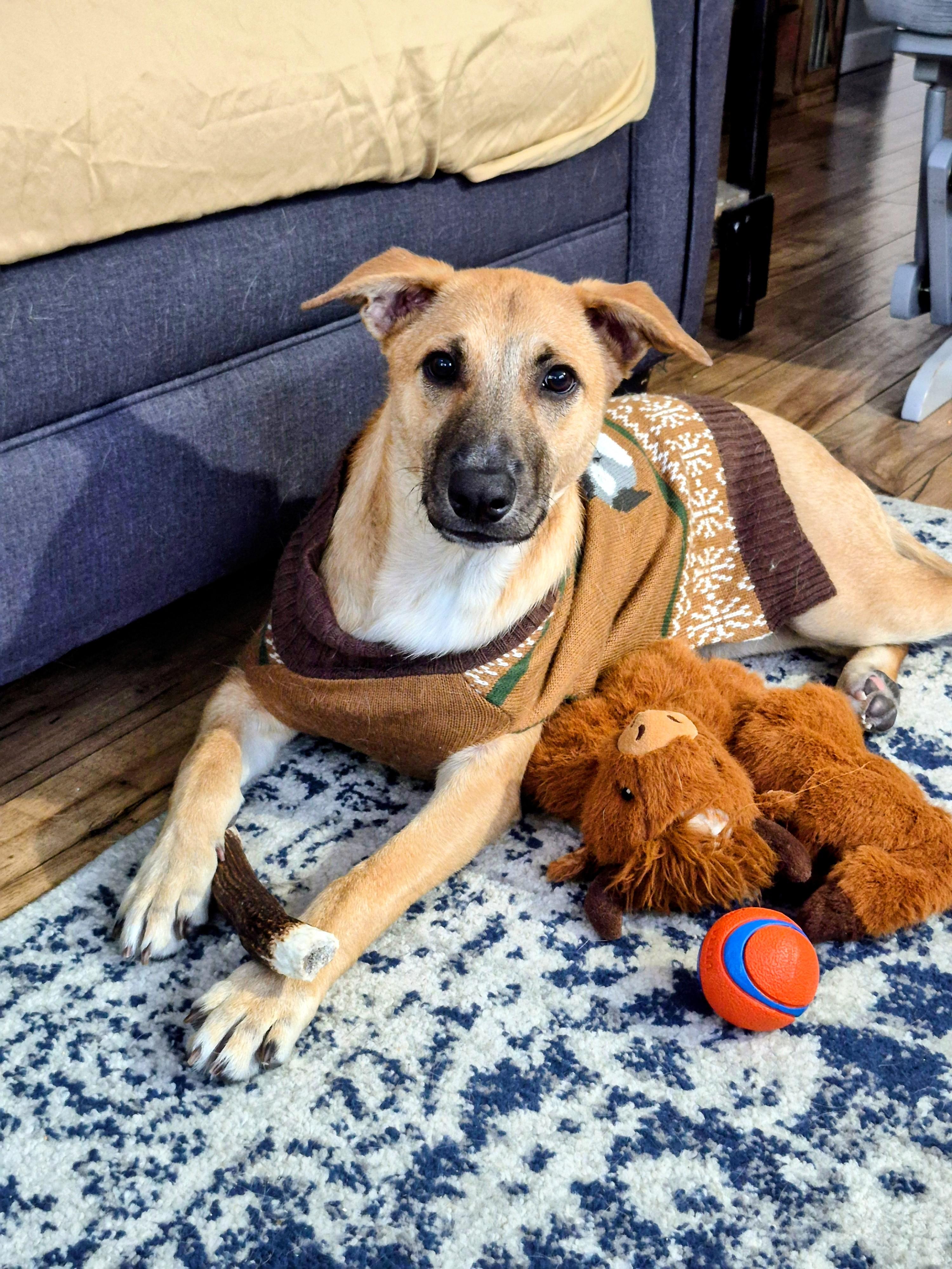 Reece - In CT, a Adoptable mixed breed in Willington, CT image 2/6