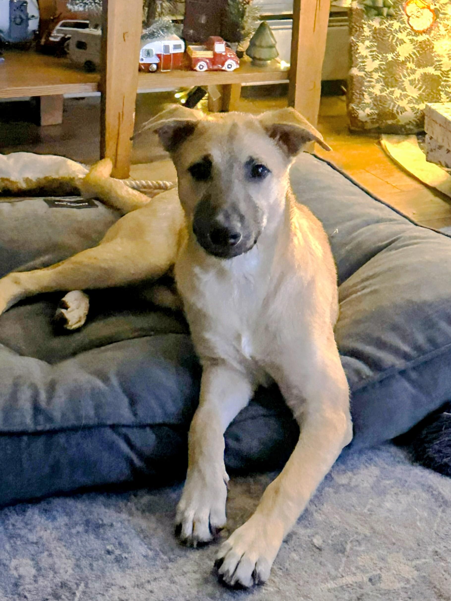 Enlarge Reece - Fostered in CT, a Adoptable mixed breed in Willington, CT image 1/6