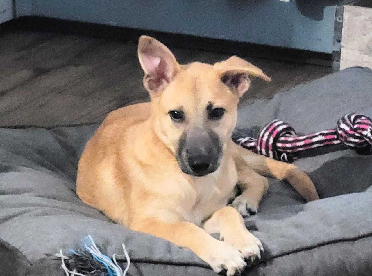 Reece - Fostered in Connecticut