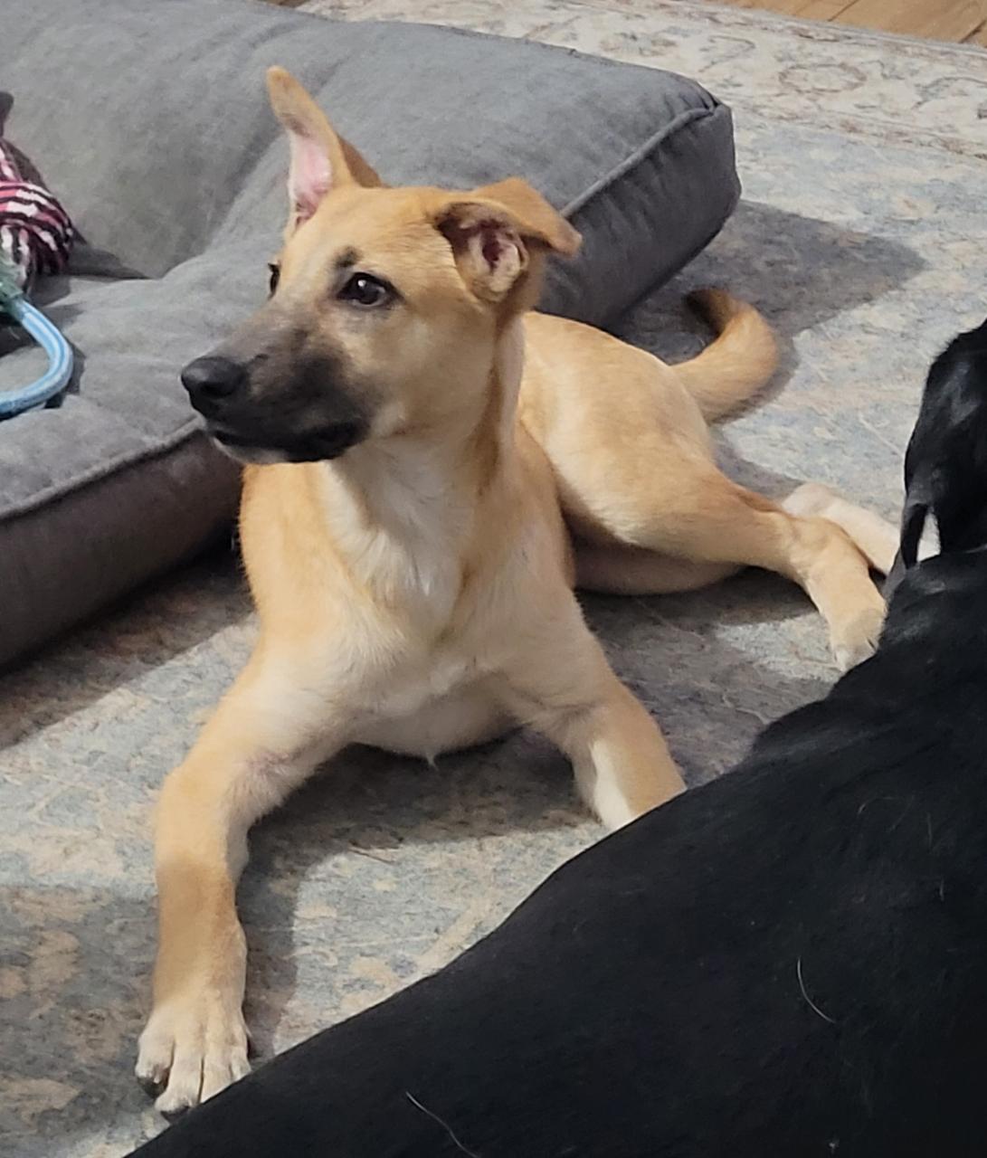 Reece - In CT, Adoptable, Puppy Male Labrador Retriever.