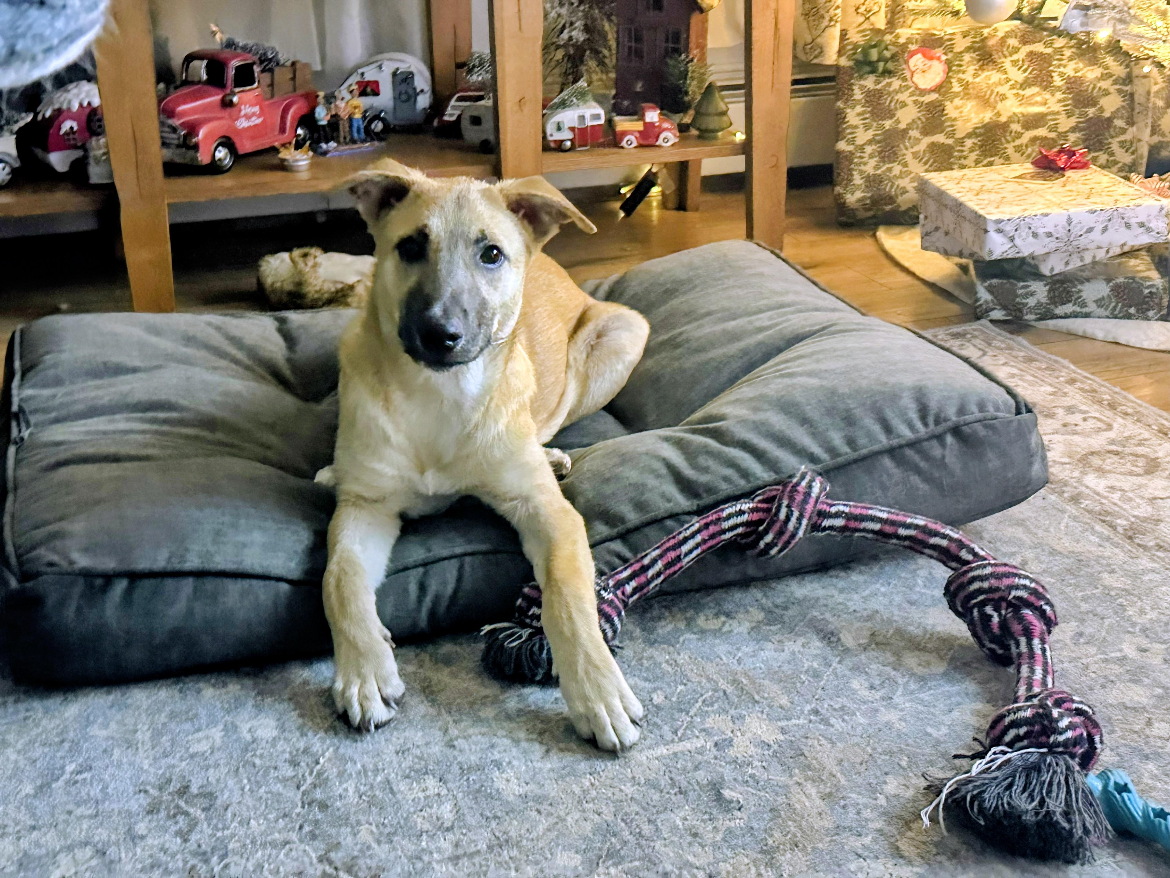 Enlarge Reece - Fostered in CT, a Adoptable mixed breed in Willington, CT image 2/6