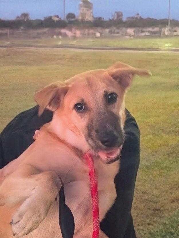 Reece - In CT, a Adoptable mixed breed in Willington, CT image 4/4