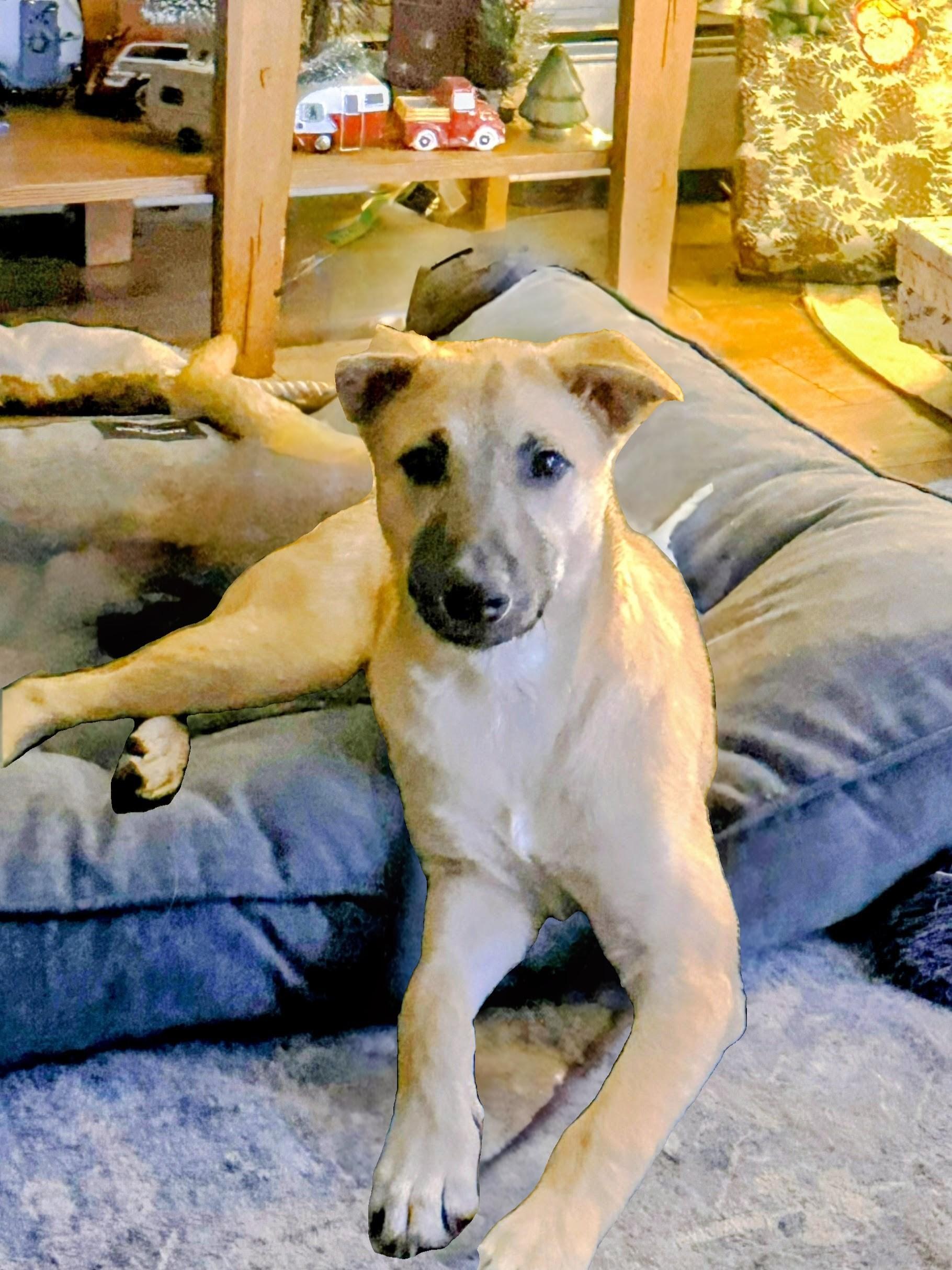 Enlarge Reece - Fostered in CT, a Adoptable mixed breed in Willington, CT image 1/6