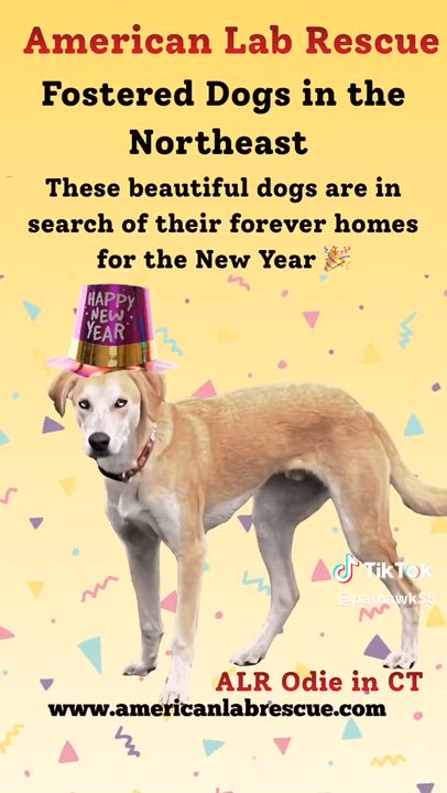 Enlarge Reece - Fostered in CT, a Adoptable mixed breed in Willington, CT video 6/6